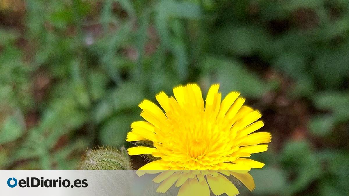 Investigadores del CSIC revelan desde Canarias que las plantas invasoras se adaptan «con facilidad» a nuevos climas – elDiario.es
