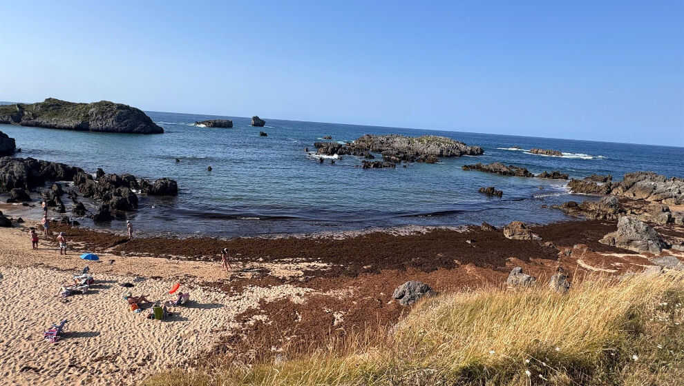 Cantabria presentará “estos días” la reclamación al Estado del gasto de retirar el alga asiática de Noja – eldiariocantabria.es