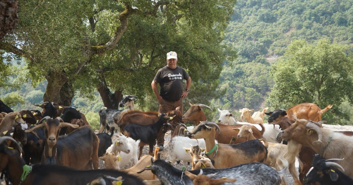 Así trabajan las cabras ‘bomberas’ de un pueblo de Málaga que mantiene el monte a salvo de los incendios – El Debate