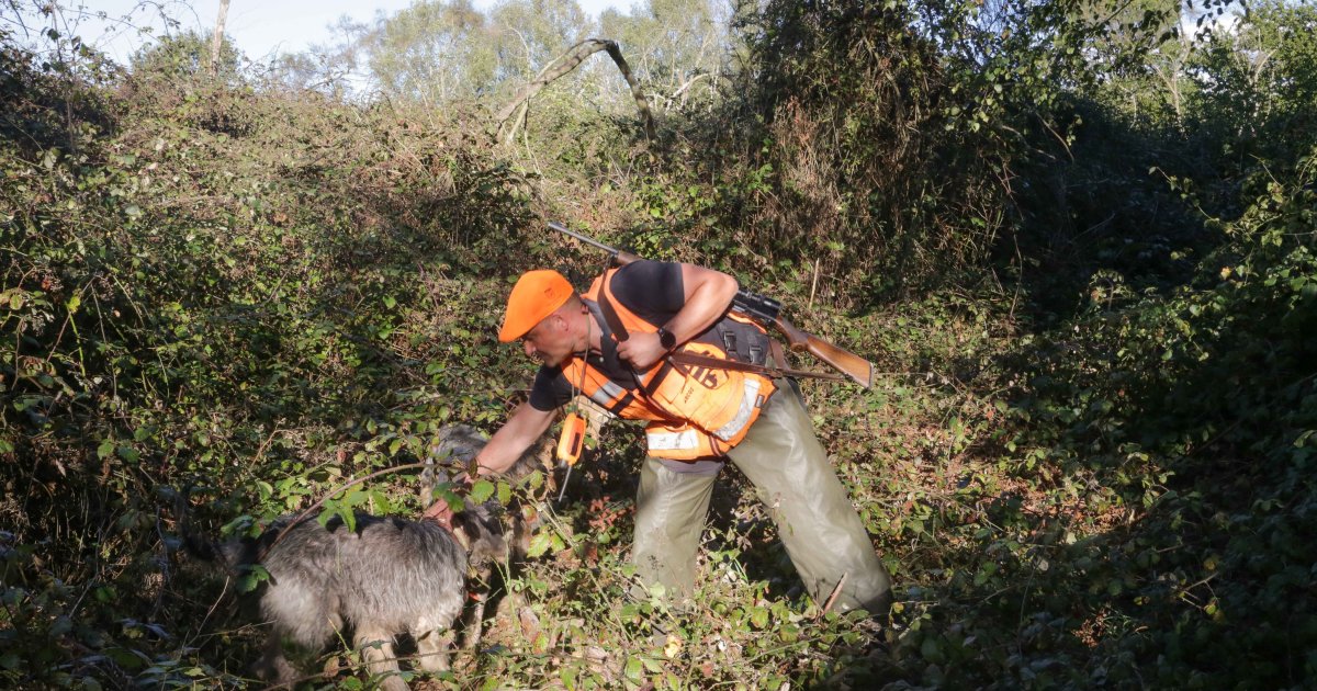 La Xunta declara por primera vez la emergencia cinegética en toda Galicia para frenar la expansión del jabalí – El Debate