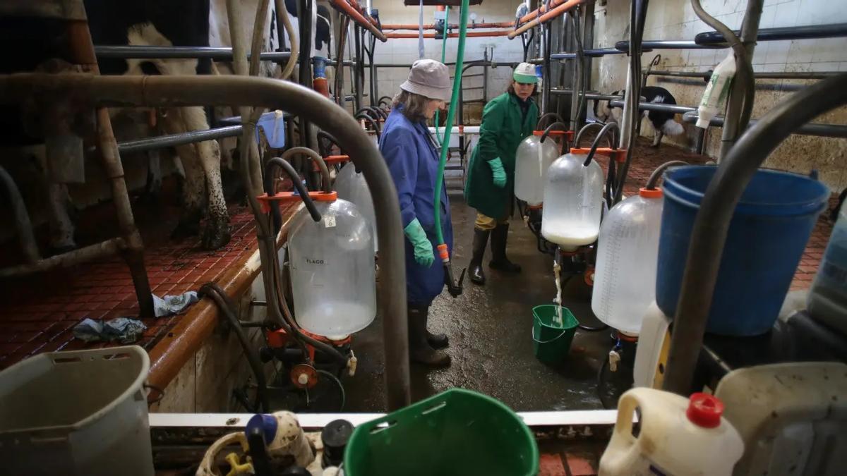 La industria congela el precio de la leche en Galicia y las granjas no recuperarán los ingresos perdidos tras el recorte de abril – El Correo Gallego