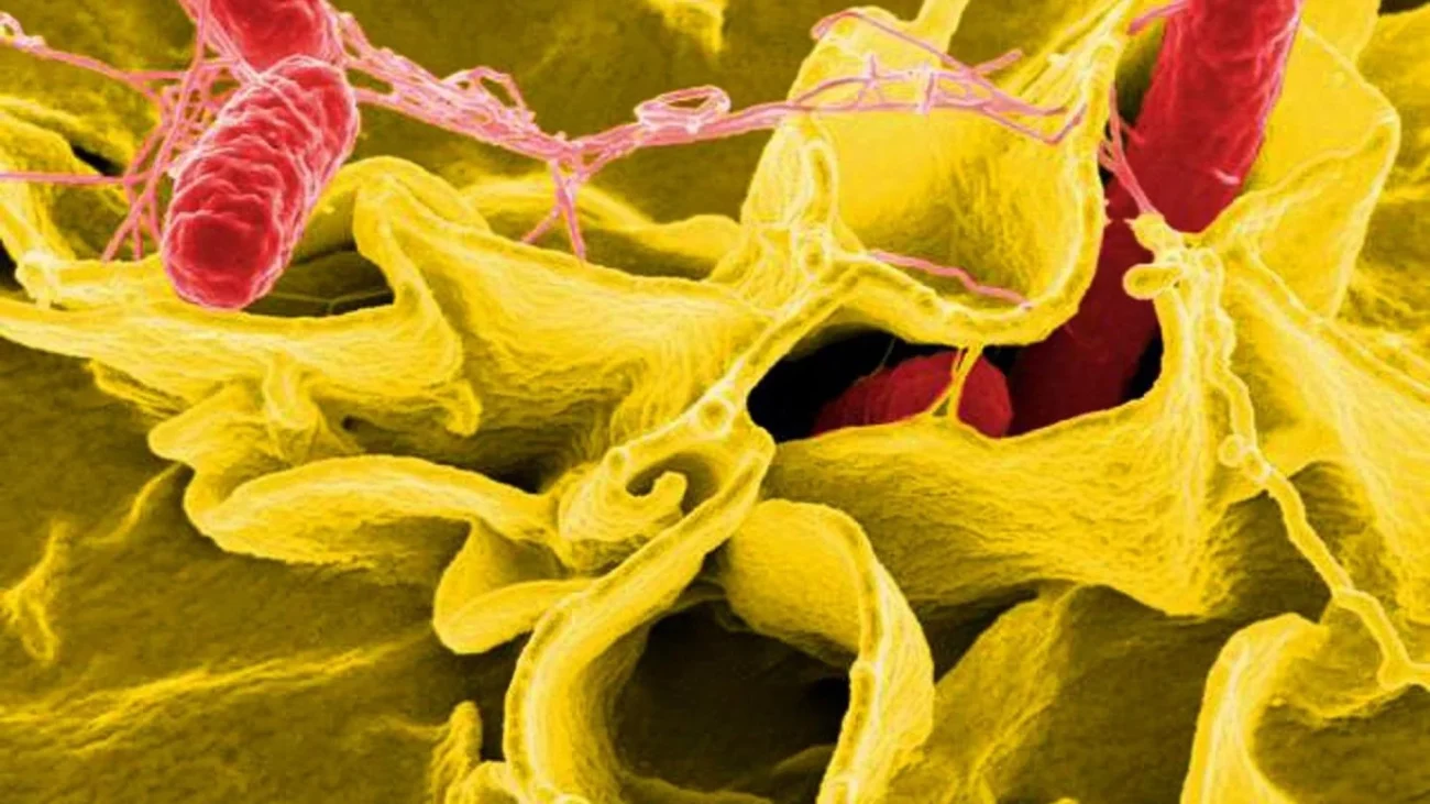 Alerta por la venta de salchichón con salmonella en Andalucía y Castilla y León – La Razón