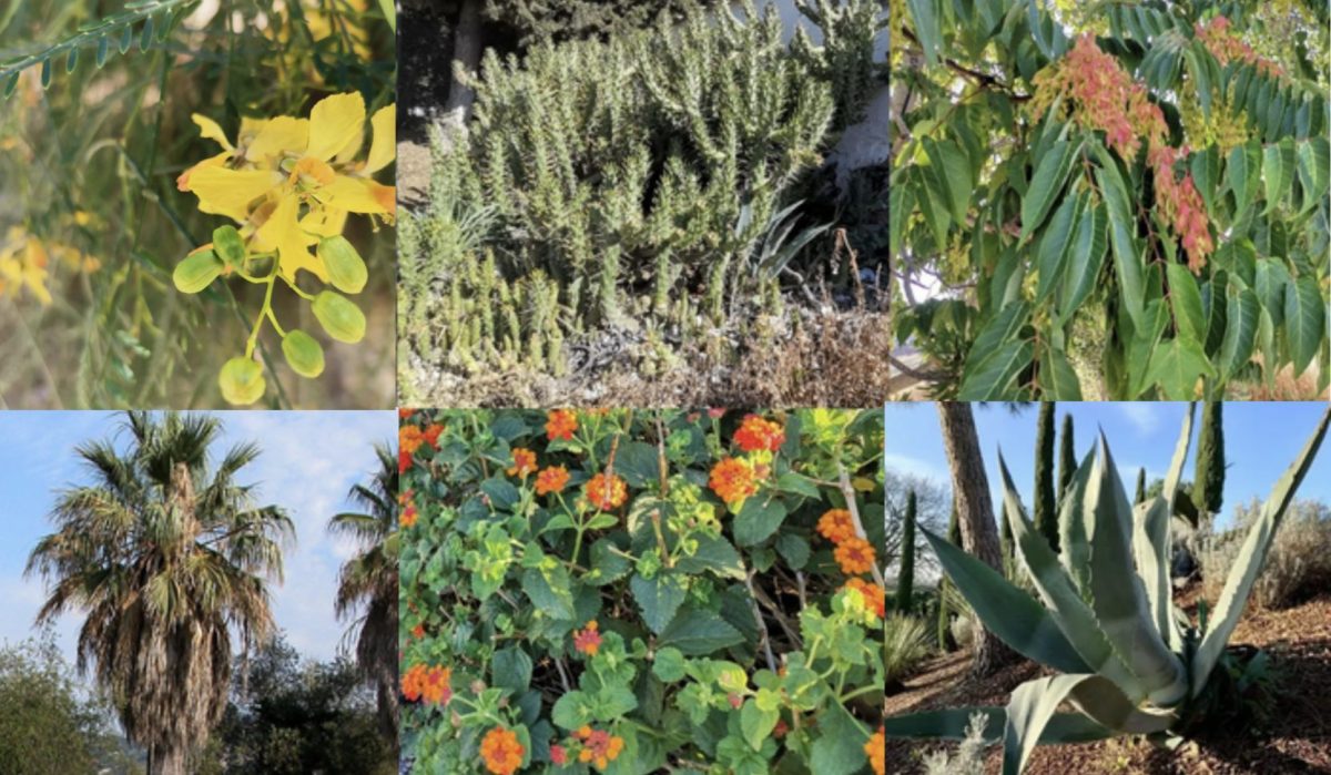 Colmenar identifica su flora invasora y crea un protocolo para frenar su avance en la Axarquía – Área Costa del Sol