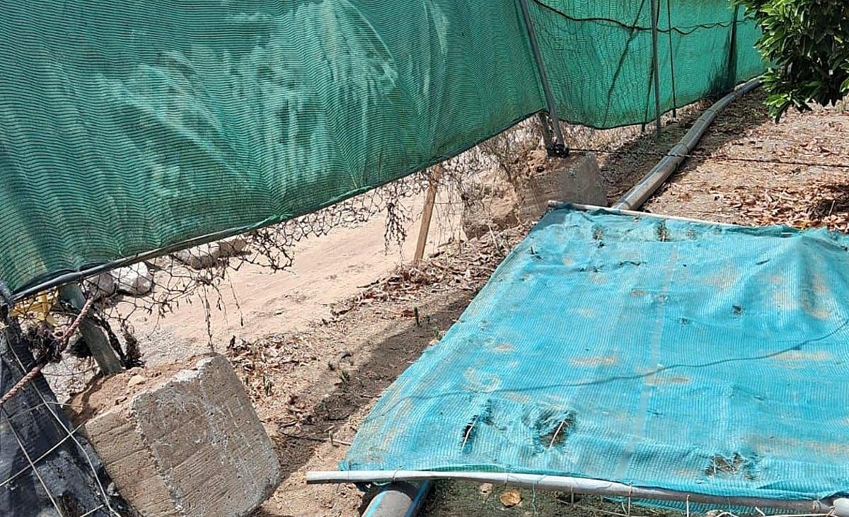 Asaltan dos fincas en Veneguera y las desvalijan de aguacates – Canarias7