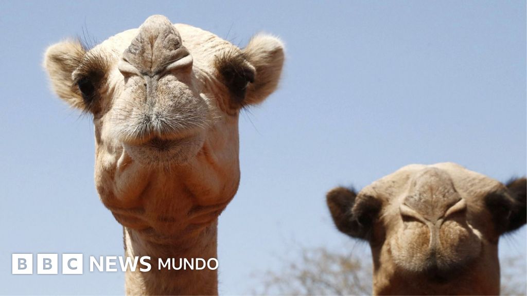 «Les salen ampollas en las patas y la arena les quema la piel»: ni los camellos se libran de los efectos del aumento de temperaturas en África