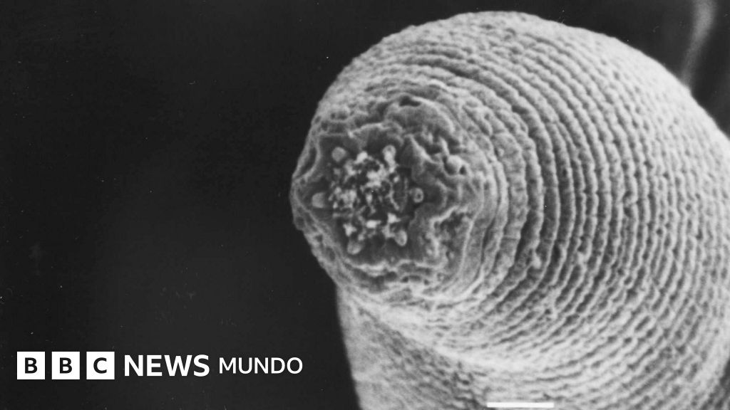 El «gusano del diablo» que acecha en las profundidades de la Tierra (y el misterio de cómo llegó allí)