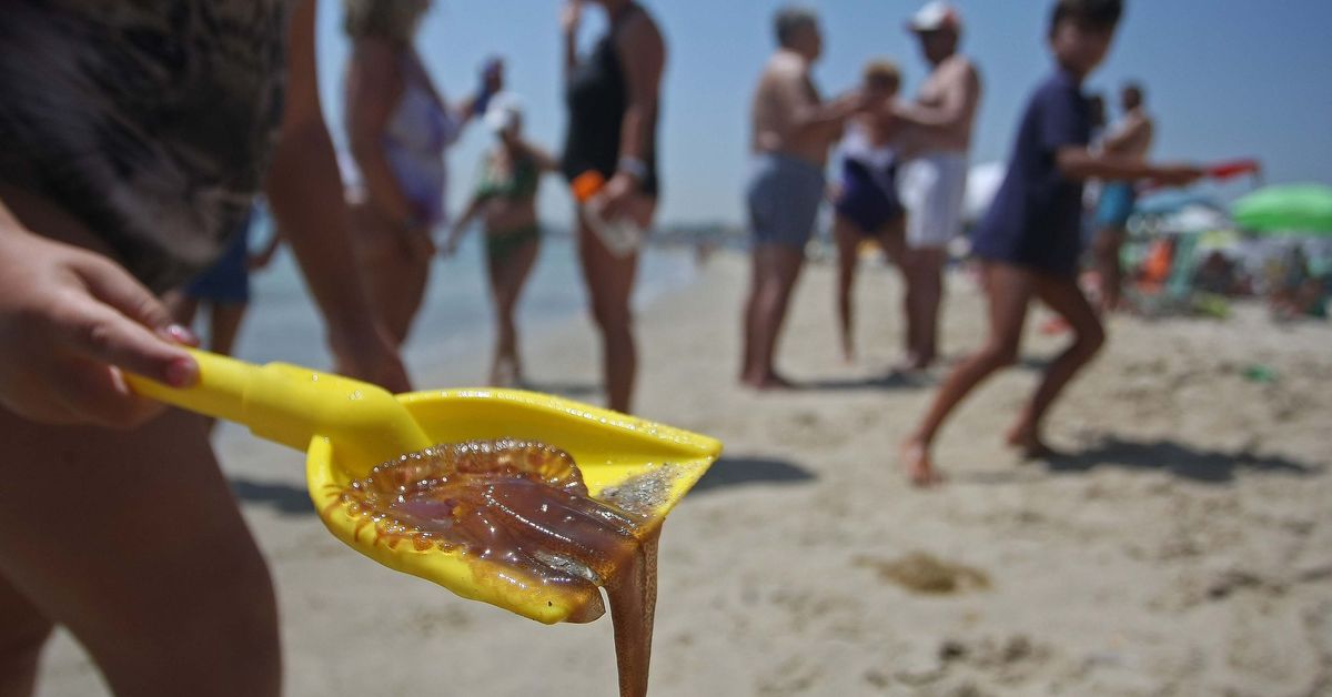Las corrientes del mar de Alborán cierran la puerta a las medusas en Málaga este verano – Málaga Hoy