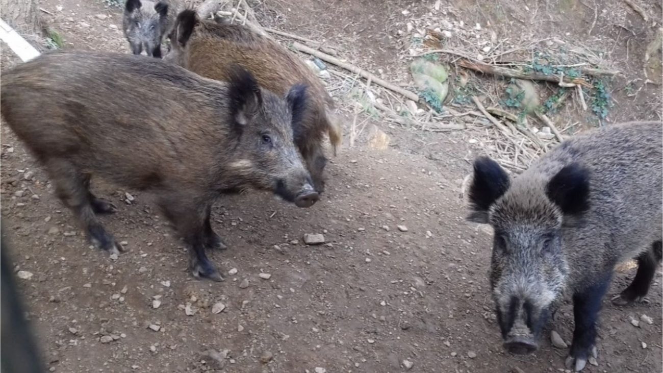 Cataluña detecta un nuevo caso de peste porcina africana en la zona de alto riesgo – Telecinco