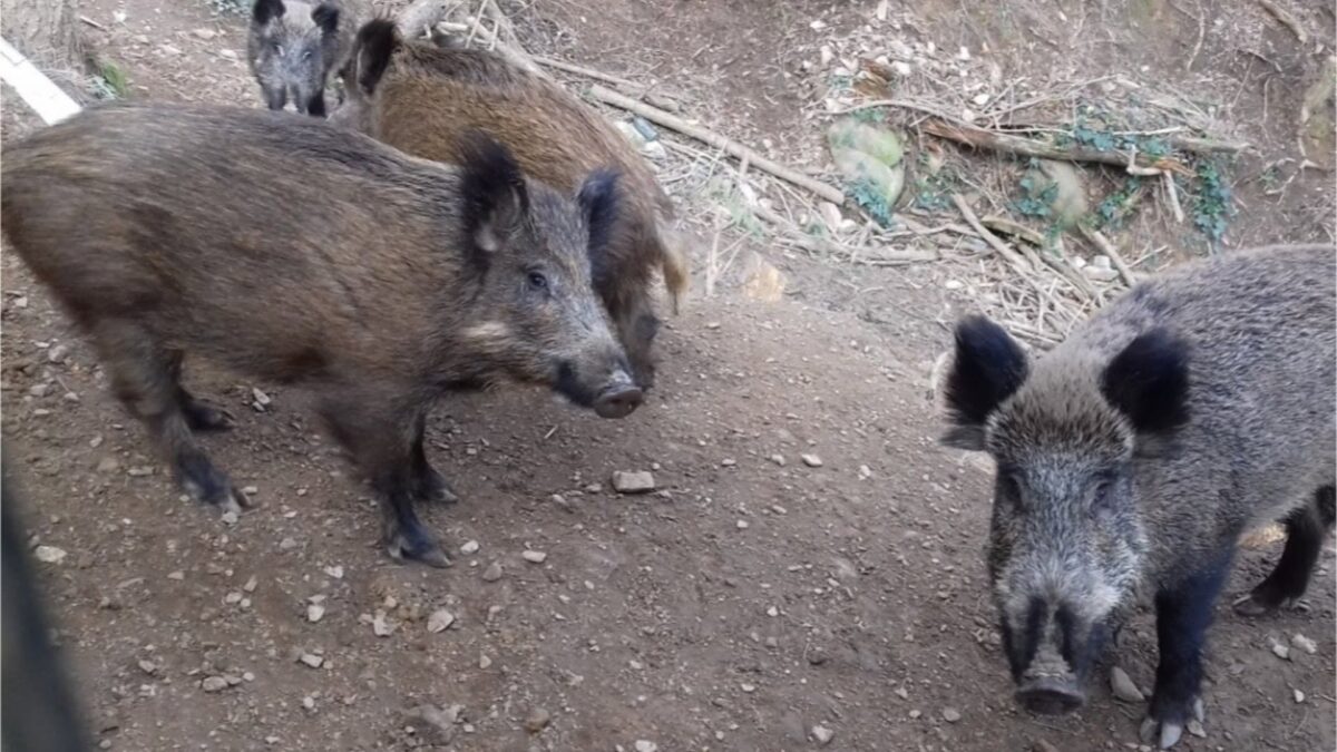 Detectado un nuevo caso positivo de PPA en Cataluña dentro de la zona de alto riesgo – Forbes España