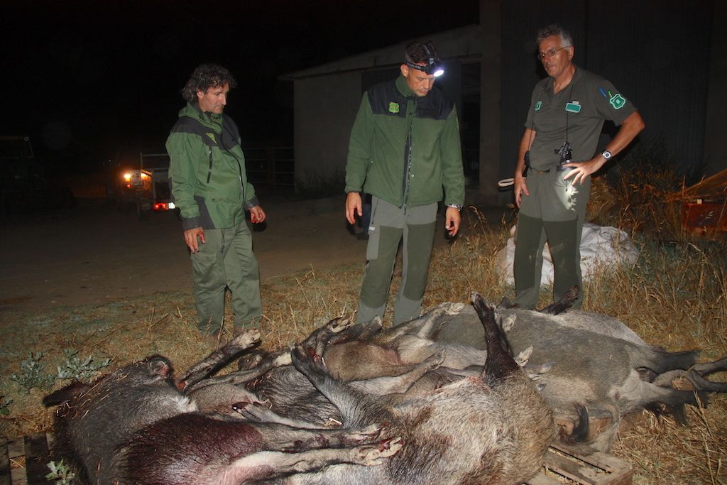 Una nueva plataforma animalista exige ‘parar el exterminio de jabalíes’ en Cataluña – La Ciutat