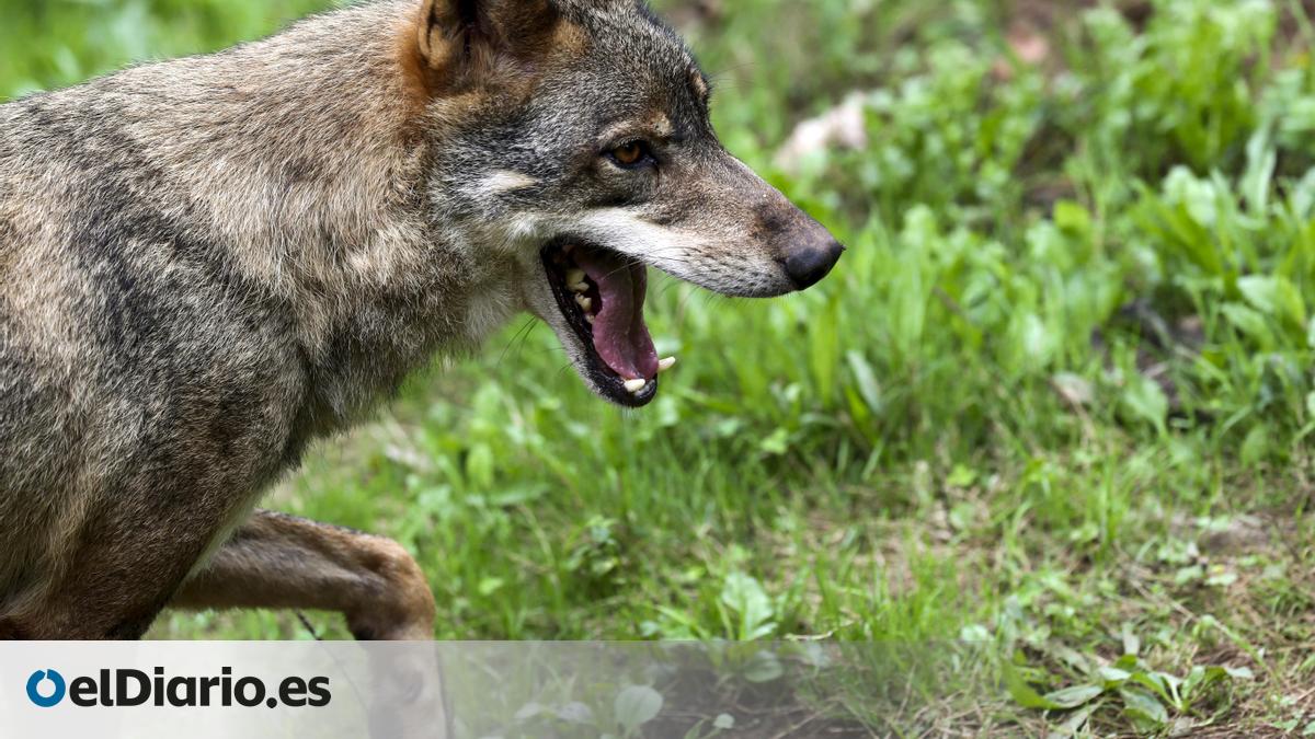 Asturias autoriza la caza de 67 lobos a partir de septiembre – elDiario.es