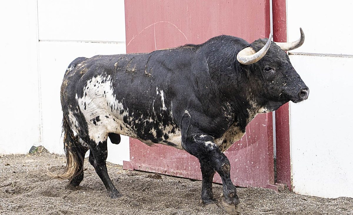 ‘Zapador’ abrirá la corrida de toros homenaje al Málaga Club de Fútbol – Diario Sur