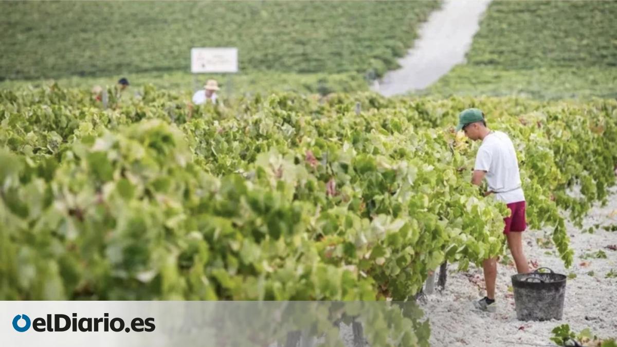 Ayudas a agricultores en Canarias: 85.482 euros para mejorar la producción y comercialización – elDiario.es