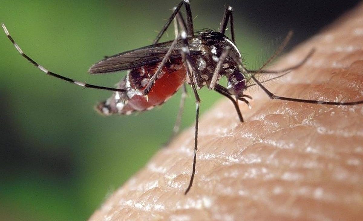 Andalucía confirma dos nuevos casos de fiebre del Nilo en Sevilla y eleva a 14 los contagios este verano – El Correo