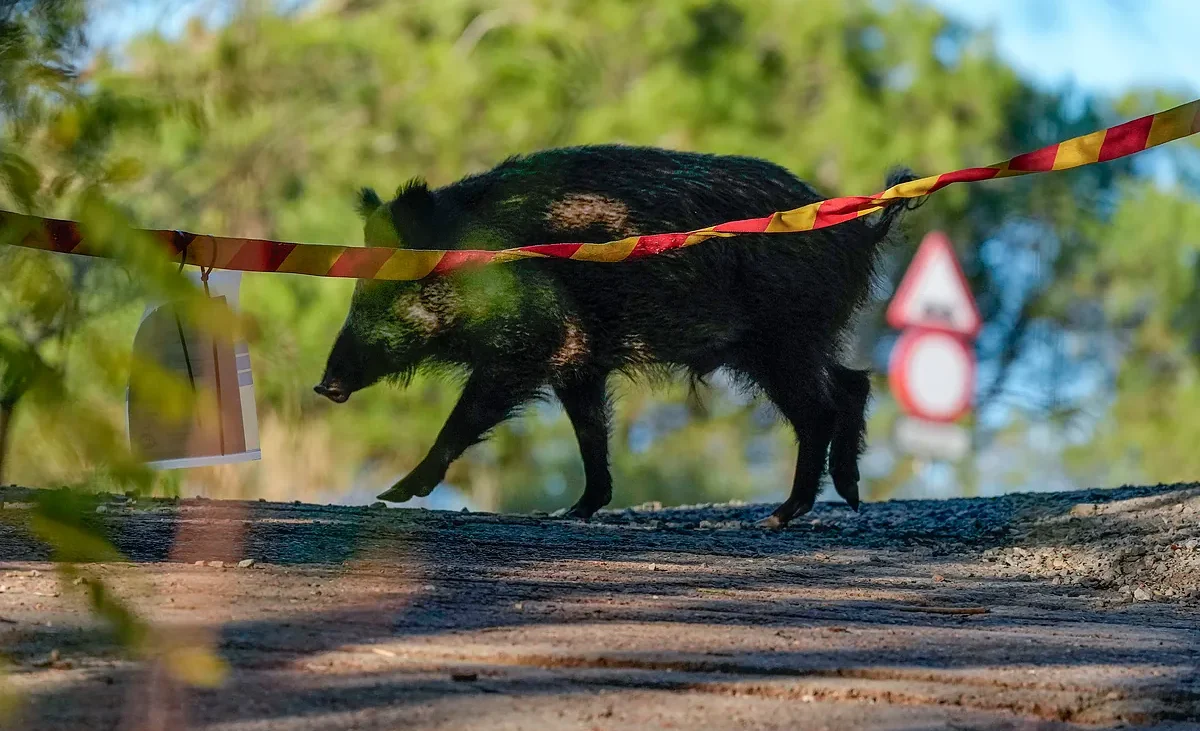 Galicia declara la guerra al jabalí: permitirá su caza sin límite durante un año – El Mundo