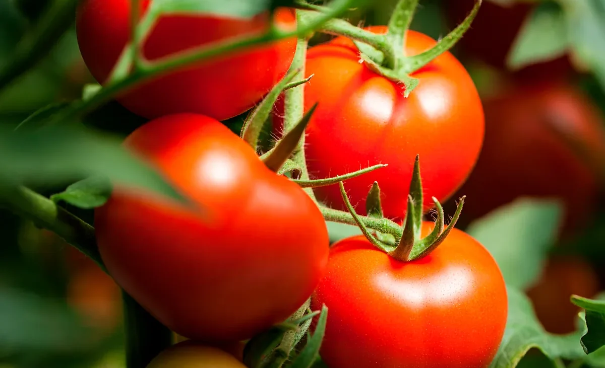 Se abre la puerta al trigo para celíacos y tomates para alérgicos
