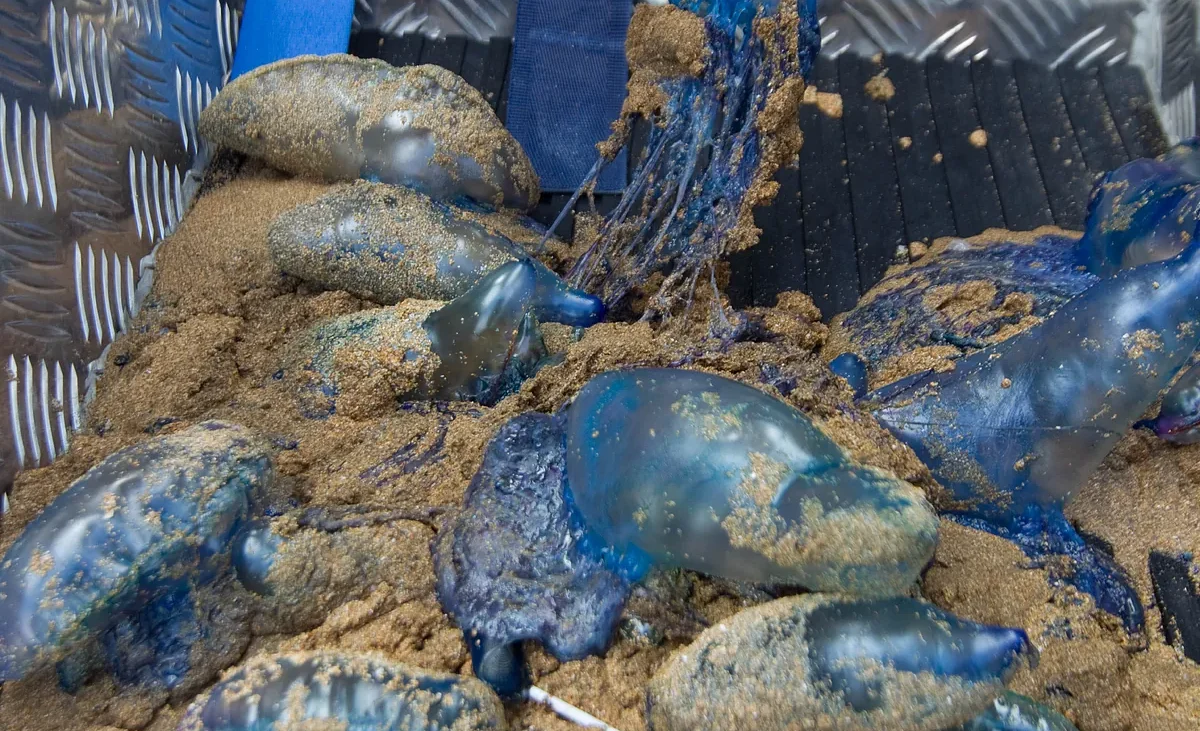 San Sebastián registra 120 picaduras de carabela portuguesa en sus playas en tan solo un día – El Mundo