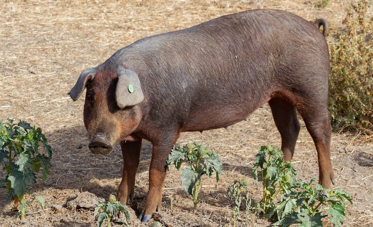 La peste porcina da tregua al sector cárnico – Expansión