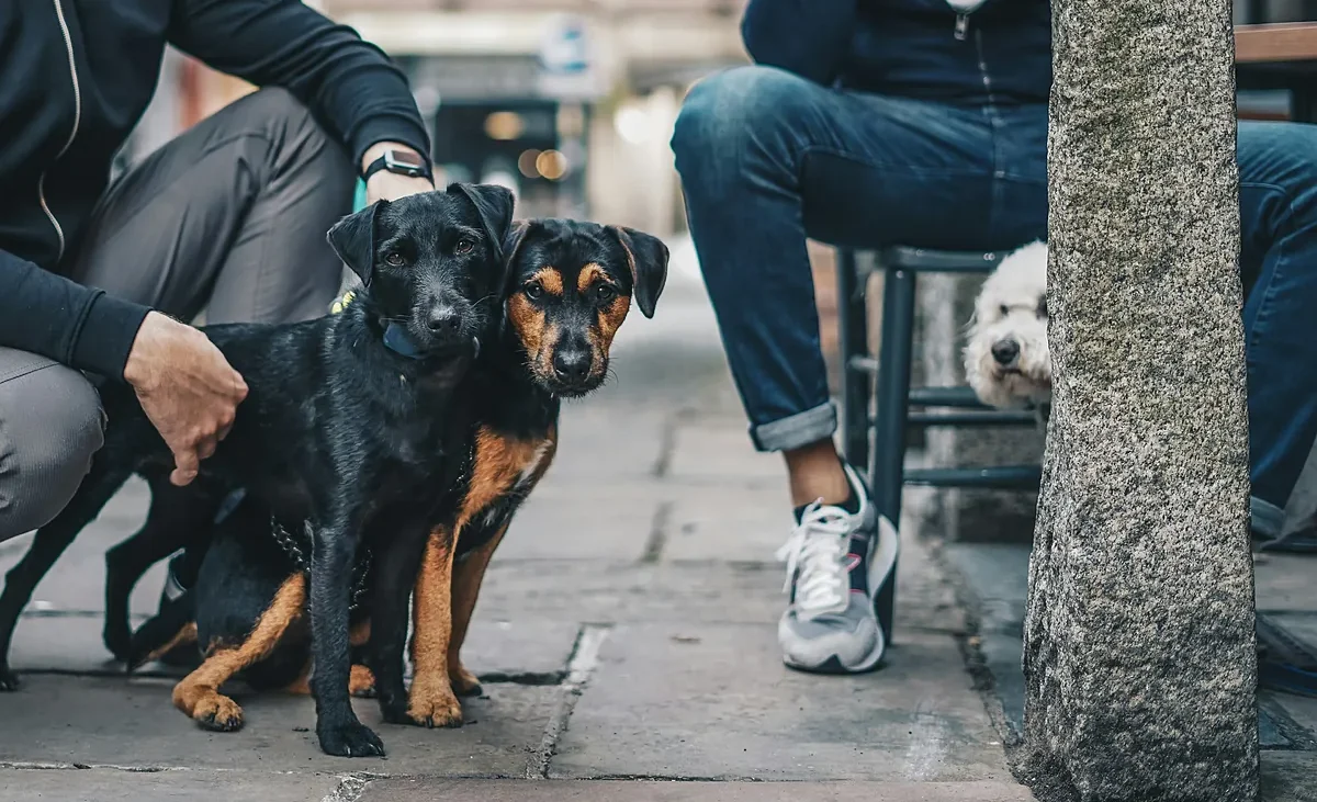 Tarragona avisa a los dueños de perros: este es el último día en el que se podrá registrar el ADN – El Mundo