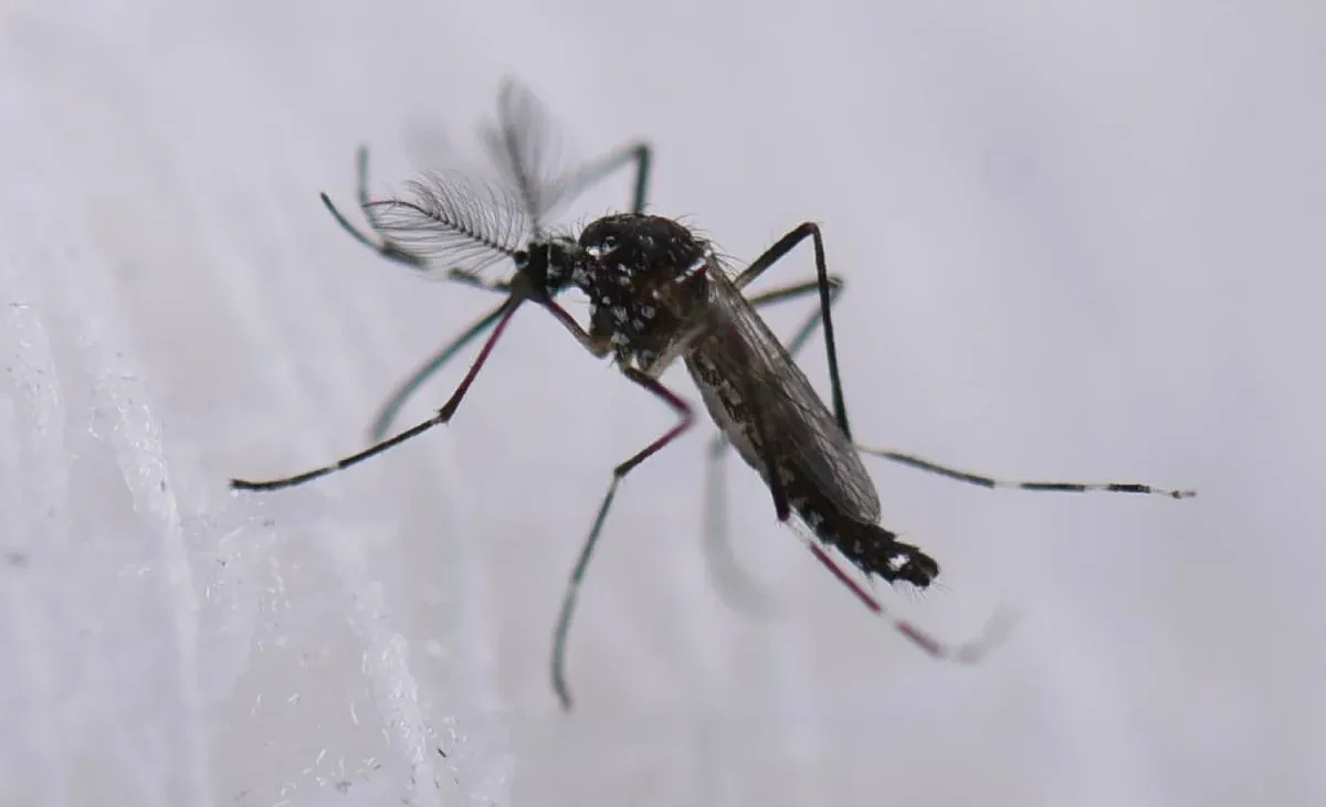 Un nuevo caso en Huelva eleva a 56 los afectados por virus del Nilo en Andalucía – El Mundo