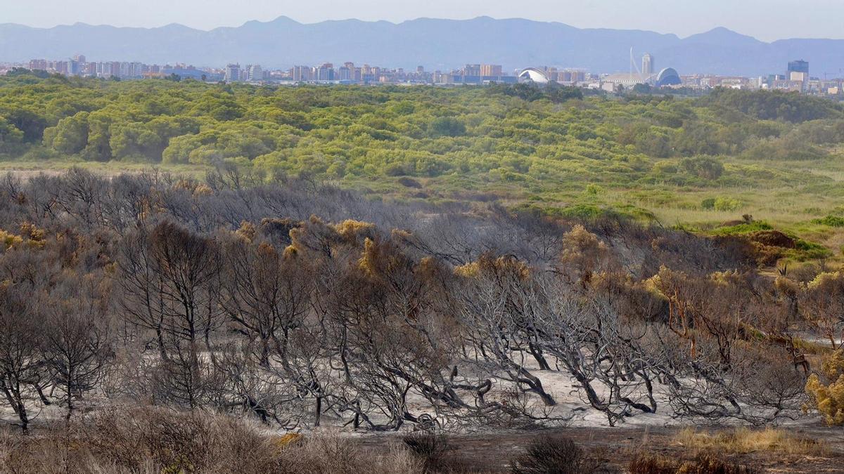 ¿Qué porcentaje del Parque Natural de la Devesa se ha quemado en el incendio del Saler? – Levante-EMV