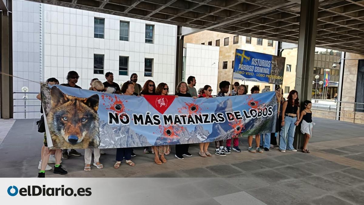 «Matar 10 o 150 lobos»: Asturias Ganadera propone más controles que faciliten compatibilizar la actividad ganadera – elDiario.es
