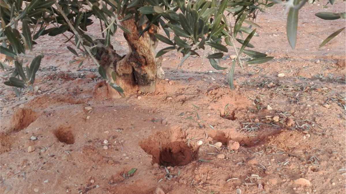 Los agricultores podrán recibir hasta 10.150 euros para proteger sus cultivos de los conejos en Castilla-La Mancha – Diario Público