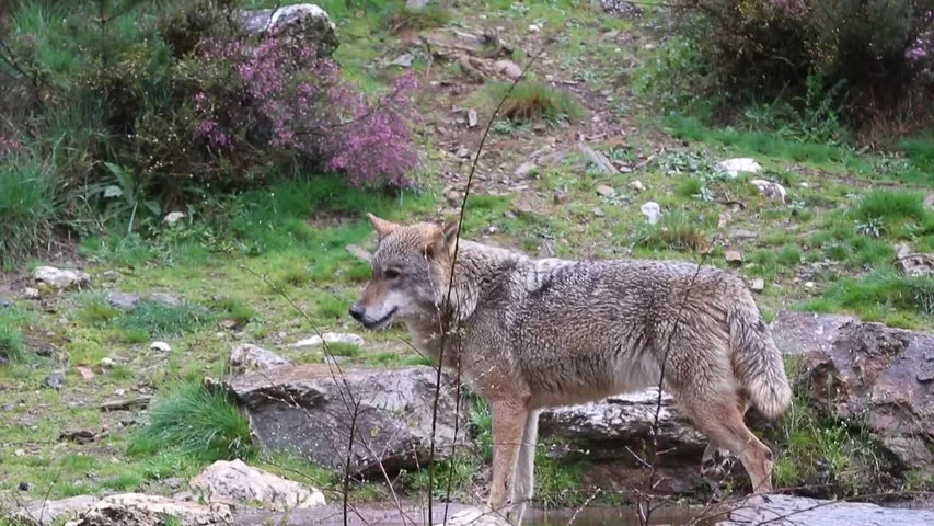 Asturias niega que se falseen datos del lobo y pide al Ministerio que rectifique – rtpa.es