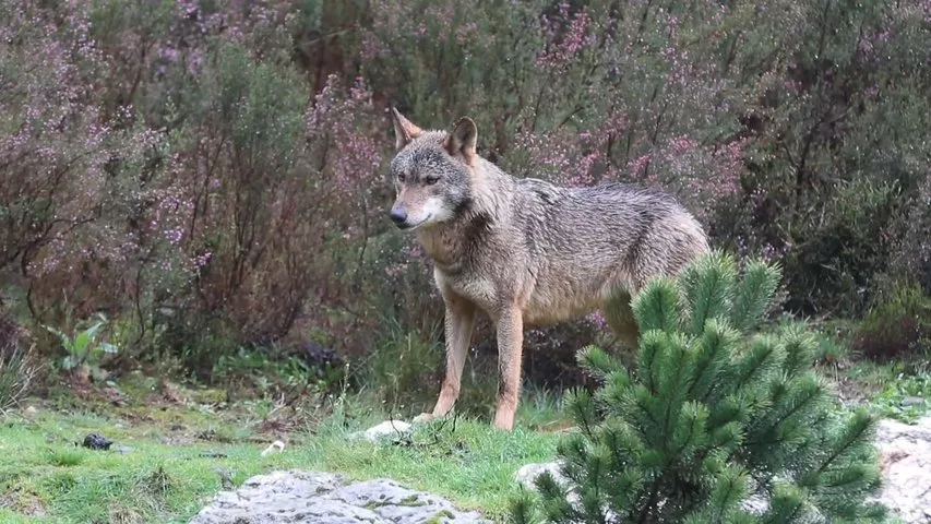 Asturias retomará las cacerías de lobos en septiembre y autoriza abatir 67 ejemplares – rtpa.es