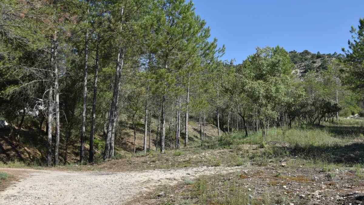 Castilla-La Mancha restringe el acceso a montes y espacios naturales de Cuenca y Guadalajara por el eclipse solar – Diario Público