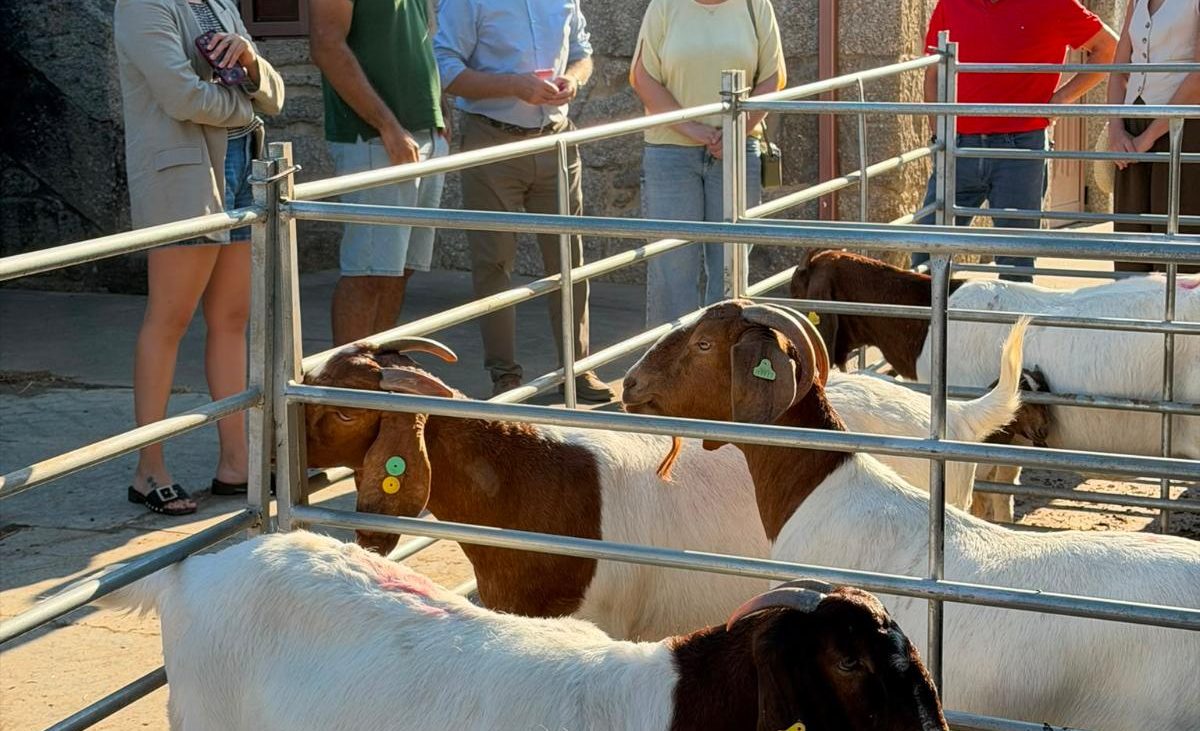Medio Rural destaca que Galicia es un referente en diversificación y mejora genética de la ganadería – Xunta de Galicia