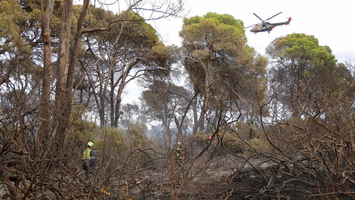 La autoría del incendio del Saler centra todas las miradas – Levante-EMV