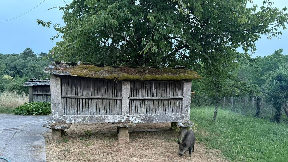 Galicia declara la guerra al jabalí: emergencia cinegética en todo el territorio durante un año – Cadena SER