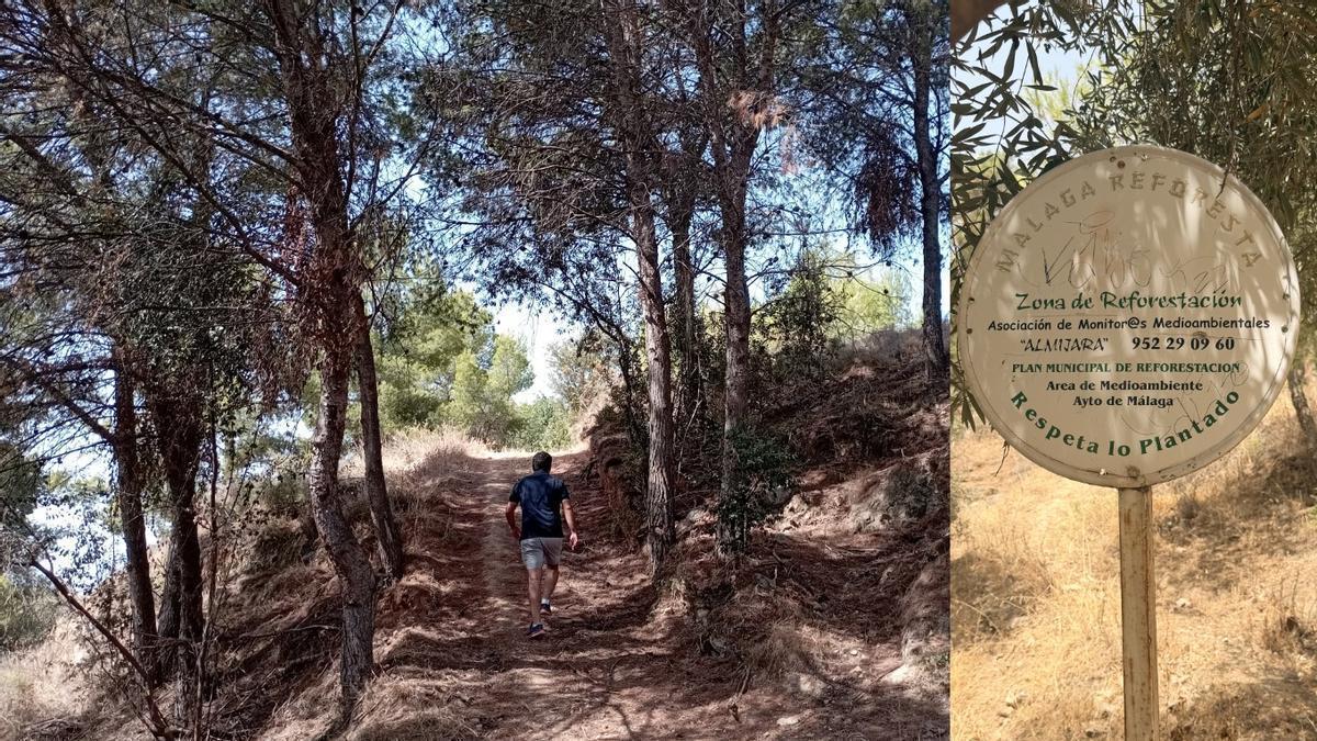 Vecinos de Malaga alertan de que construirán viviendas junto a Las Esclavas, en una zona reforestada y con camaleones – La Opinión de Málaga