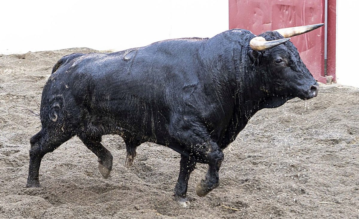 ‘Titánico’ abrirá la novillada mixta de Málaga en la segunda de abono – Diario Sur