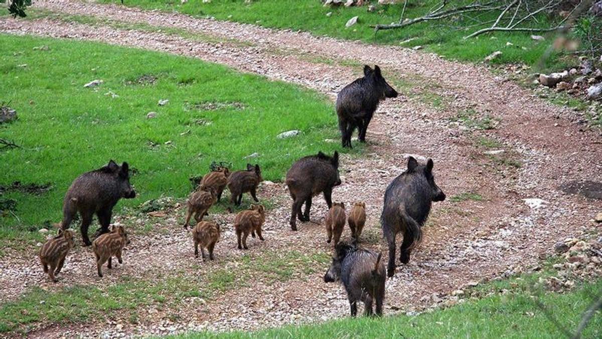 Cataluña detecta un nuevo foco de peste porcina en dos jabalíes dentro de la zona de alto riesgo – El Periódico