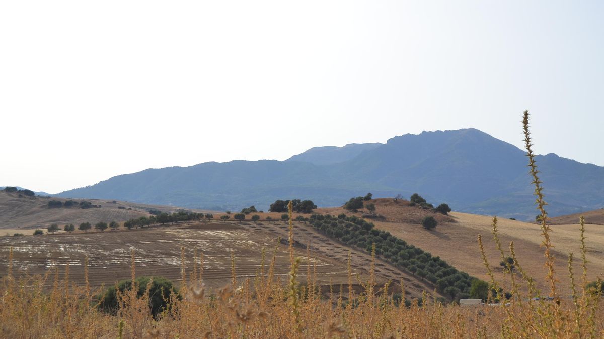 La batalla contra el gran parque fotovoltaico que cambiará el paisaje a los pies de la Sierra de las Nieves de Málaga – elDiario.es