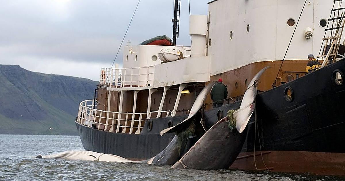 Islandia ordena la expulsión de 21 activistas contra la caza de ballenas