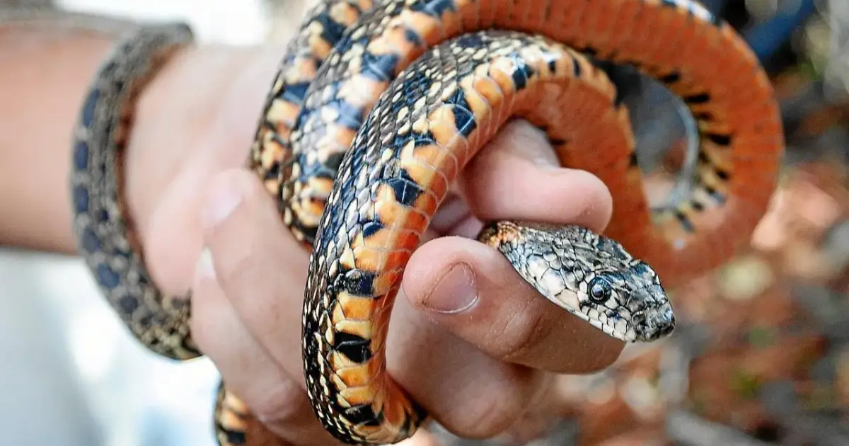 La amenaza que llega reptando: alertan del riesgo de las especies invasoras para la fauna de Baleares – Ultima Hora
