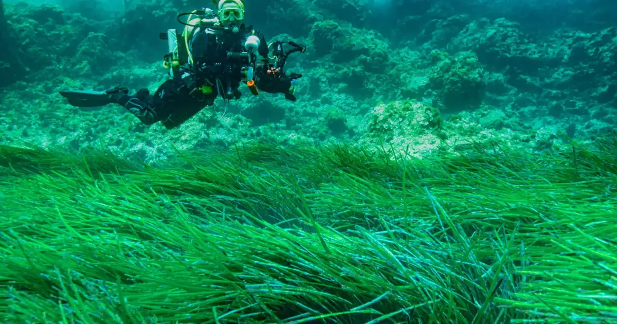El Govern simplifica los trámites para practicar el buceo en Baleares – Menorca – Es diari