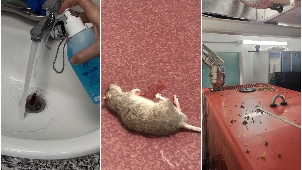 Ratas y cucarachas en un centro sanitario de València: UGT lleva el caso a Inspección – Cadena SER