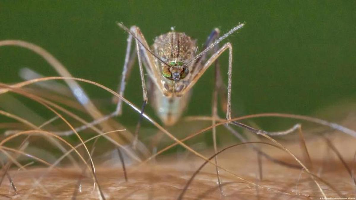 Qué es y cómo prevenir la infección del virus del Nilo Occidental, que suma 23 casos en Extremadura este año – El Periódico Extremadura