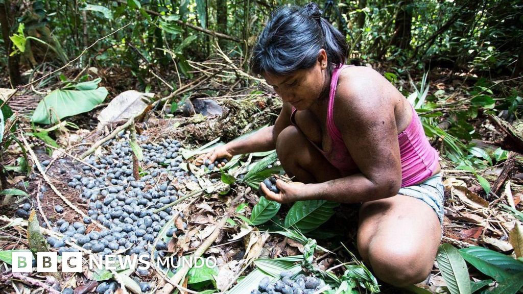 Qué son las chagras, las «granjas» en la selva tropical que desafían la agricultura moderna en Colombia y Ecuador