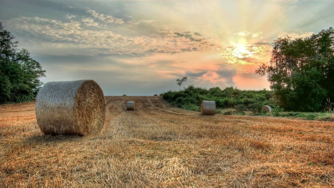 El campo vasco en «situación crítica» por la sequía – COPE