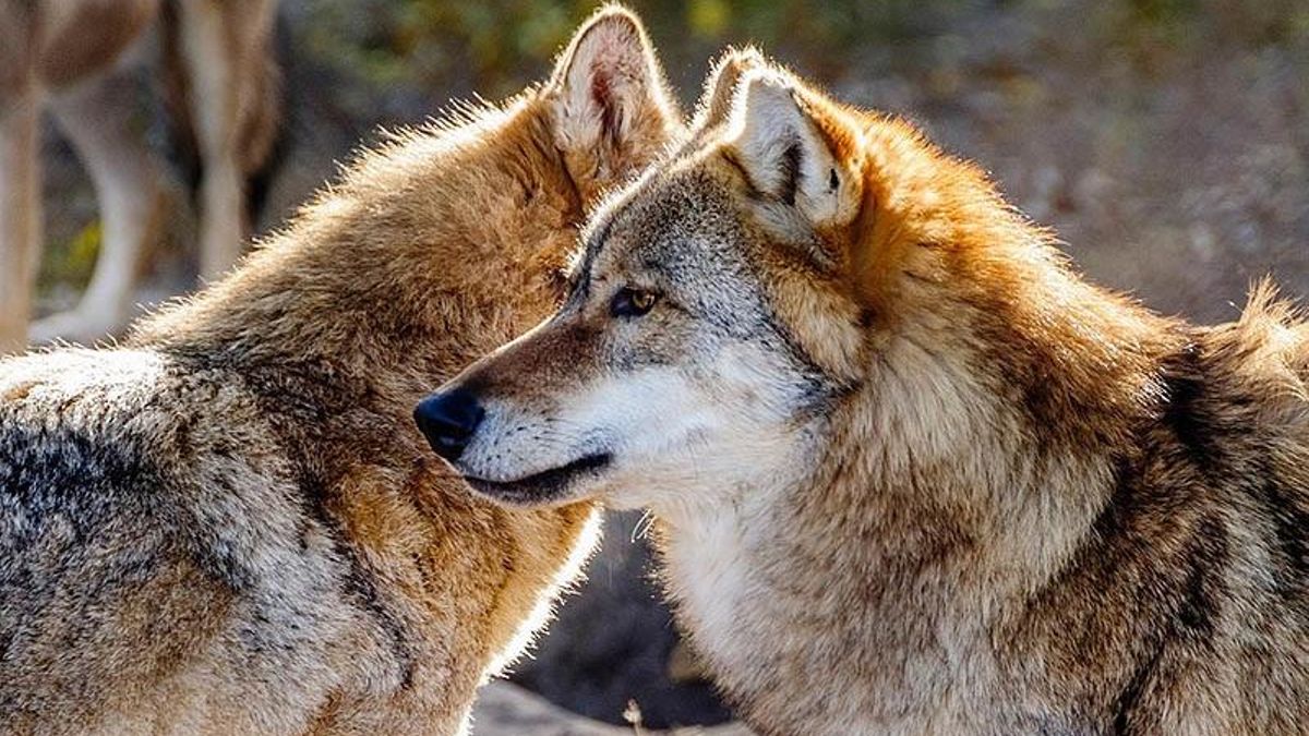 El Gobierno del PP mantiene las muertes de lobos previstas con 177 ejemplares «campando» por Cantabria – elDiario.es