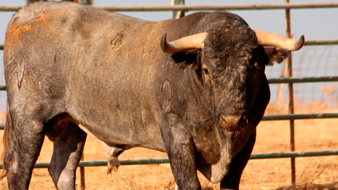 Muere un ganadero de Cantabria tras ser embestido por uno de sus toros – antena3.com