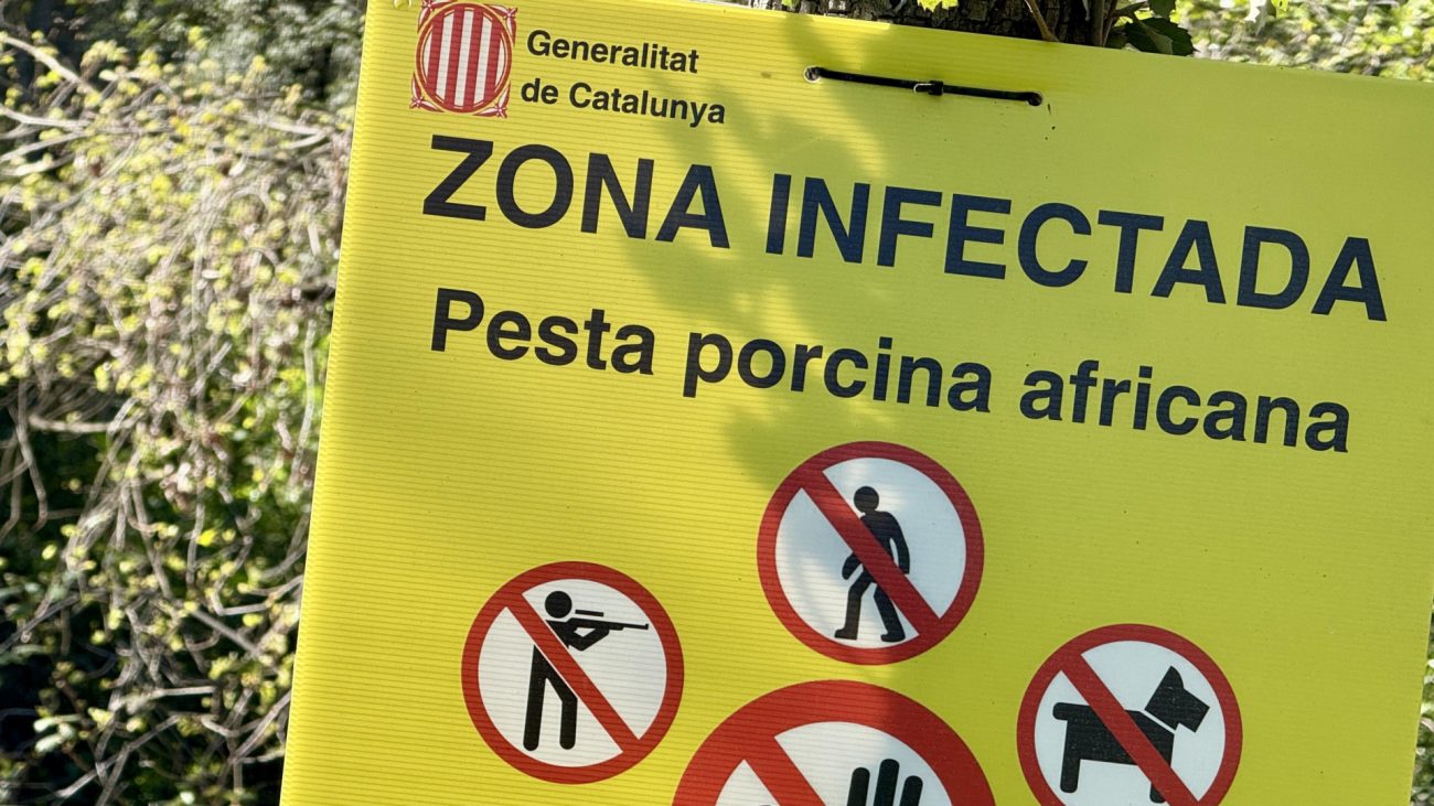 Cataluña encadena dos semanas sin positivos de peste porcina africana en jabalíes dentro de la zona de alto riesgo – COPE