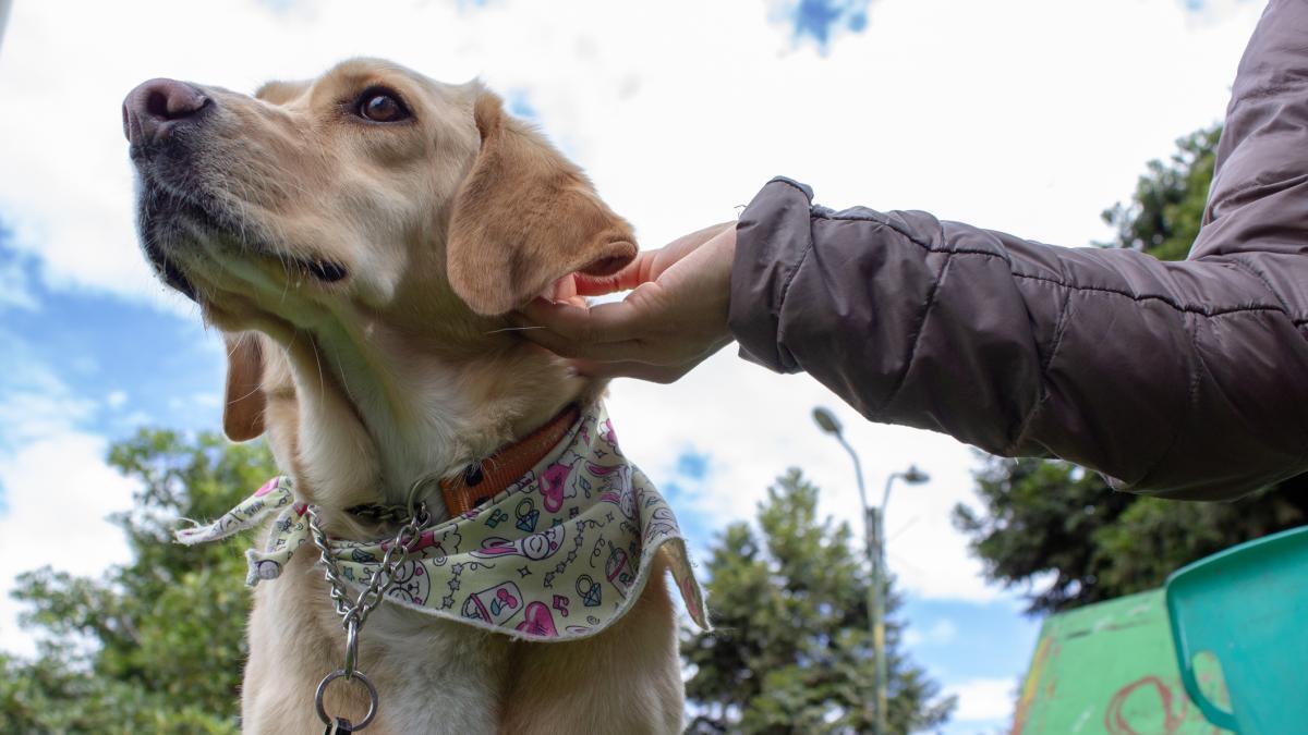 El Ayuntamiento de València publica consejos para mascotas ante el eclipse solar – La Vanguardia