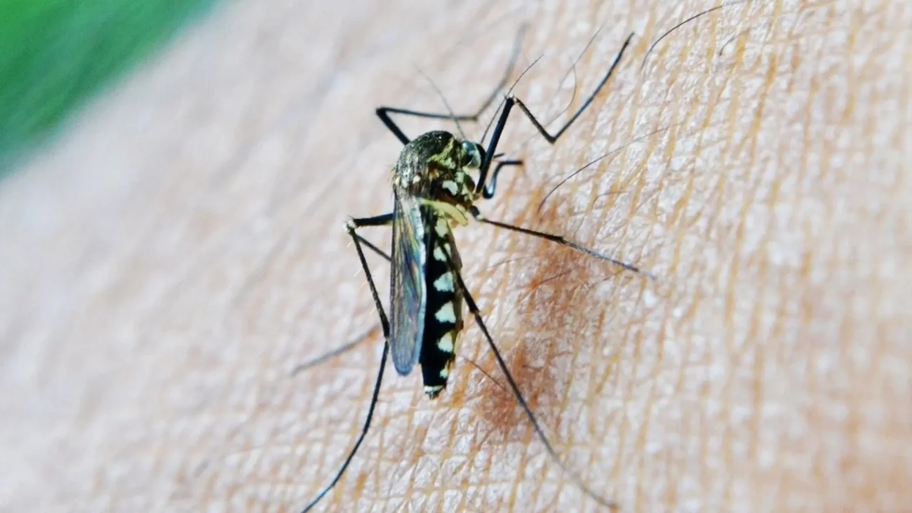 Andalucía registra la primera muerte por virus del Nilo de este año en Sevilla y eleva a 17 los casos – 20Minutos