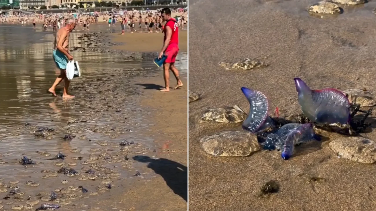 La invasión de carabelas portuguesas en País Vasco deja 120 de picaduras en un día en San Sebastián y obliga a cerrar playas – 20Minutos